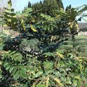 Mahonia x media 'Winter Sun'
